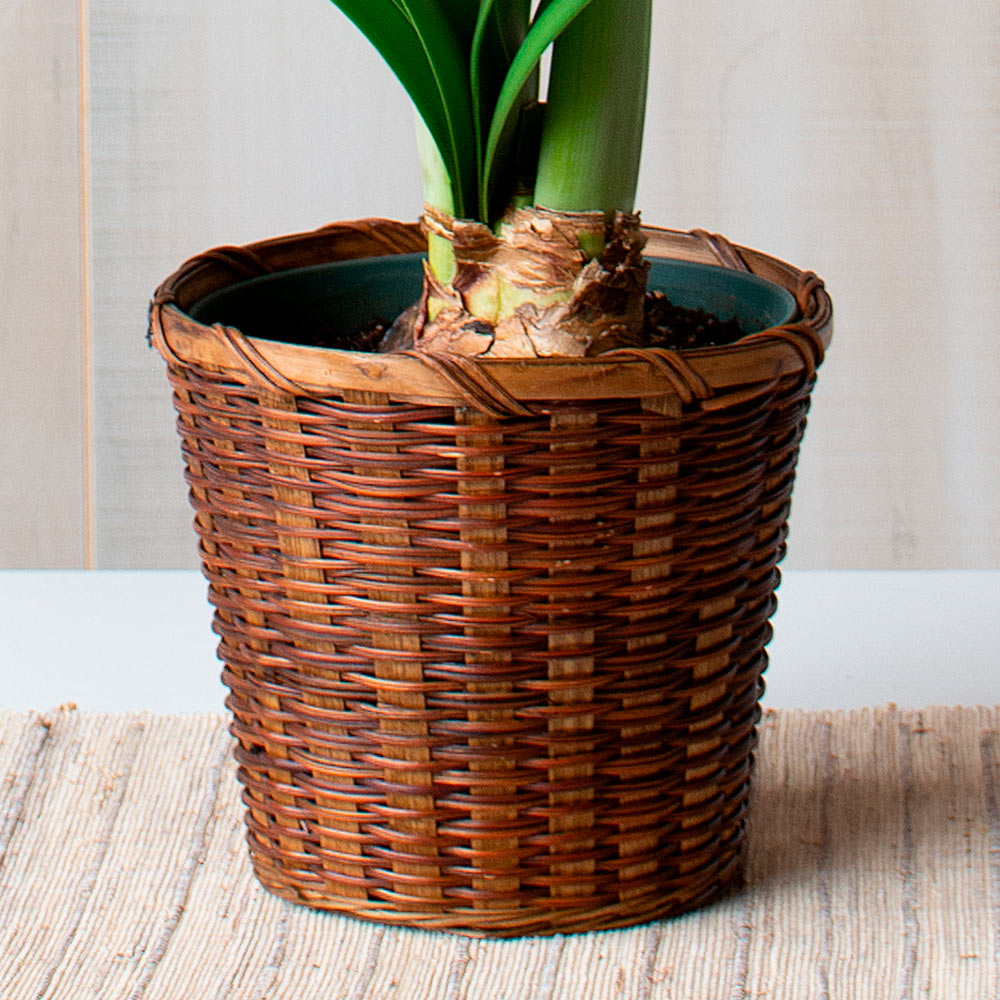 Amaryllis 'Lemon Cream' | White Flower Farm