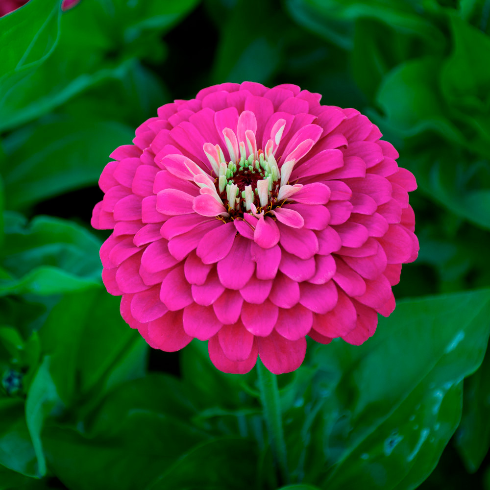 Zinnia elegans Uproar™ Rose | White Flower Farm