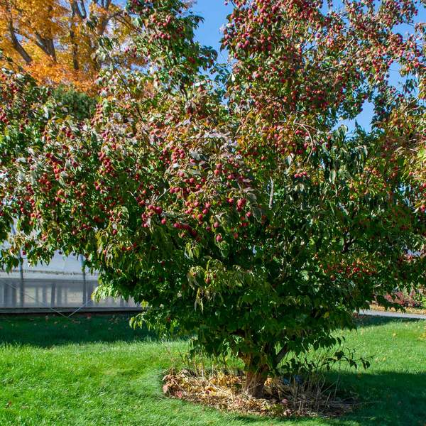 Cornus kousa var. chinensis 'Milky Way' | White Flower Farm