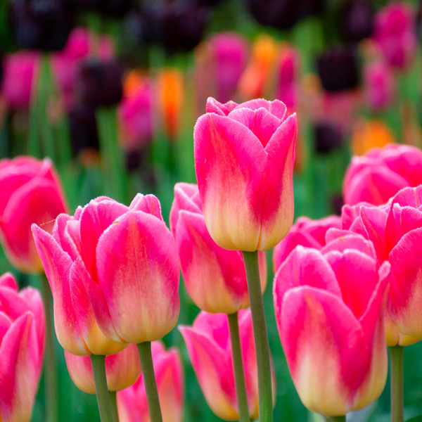 Buy Top-quality Dutch Tulip Bulbs at White Flower Farm
