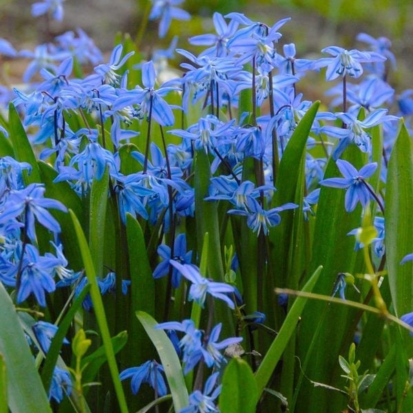 Scilla Flowers, Scilla Bulbs & More | White Flower Farm