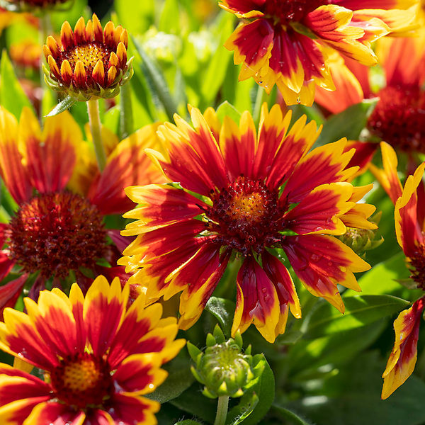 Gaillardia SpinTop® Orange Halo Improved | White Flower Farm