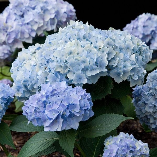 blue and white flower names