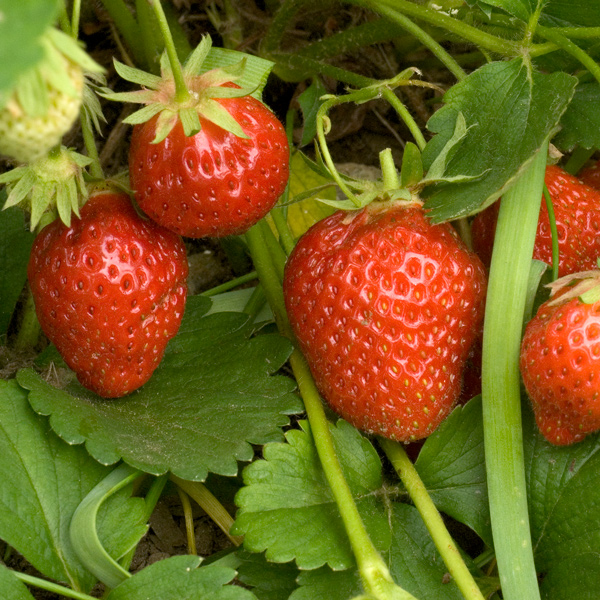 Strawberries: Planting, Growing, and Harvesting Strawberries at Home