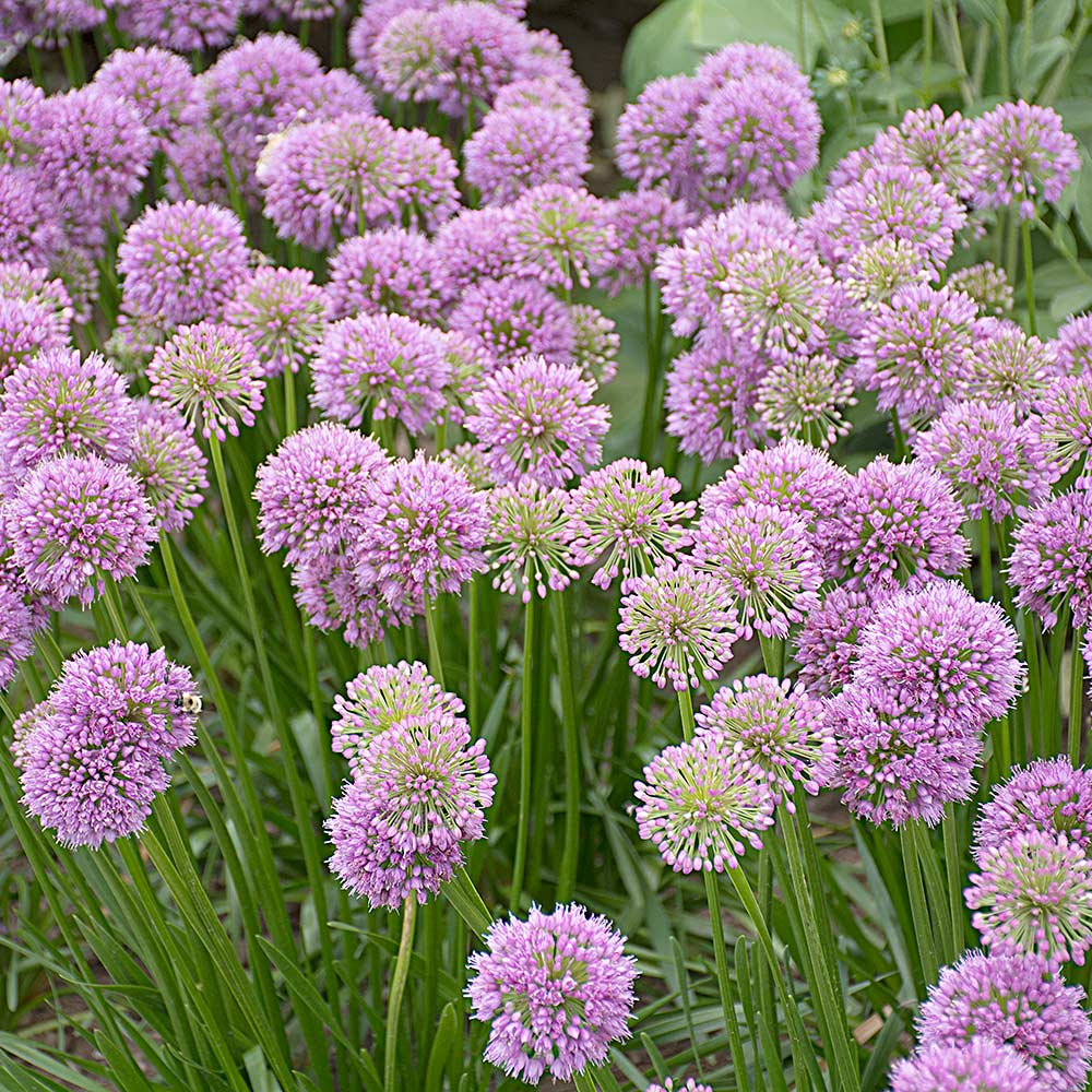 Start a Garden for Butterflies | White Flower Farm