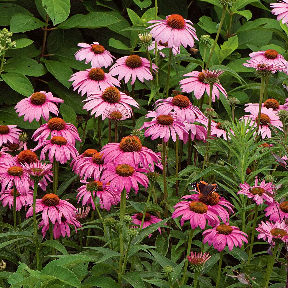 Start A Garden For Butterflies 