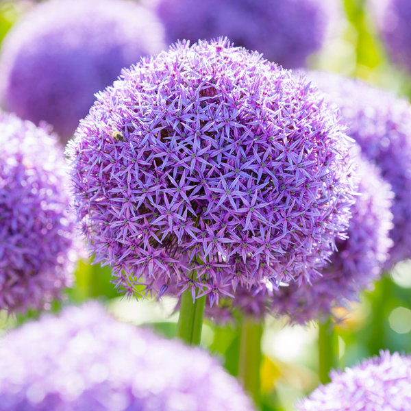 Allium 'globemaster' 