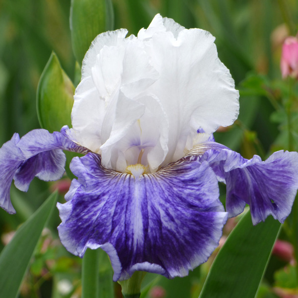 Iris germanica 'Tillamook Bay' - Reblooming | White Flower Farm