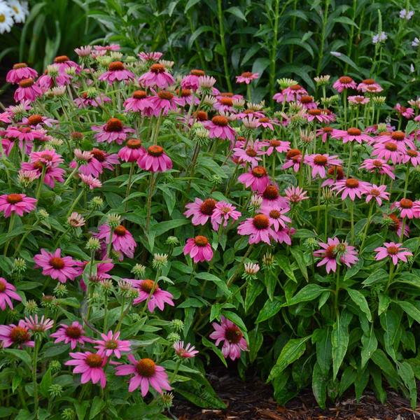 Echinacea purpurea PowWow® Wild Berry | White Flower Farm