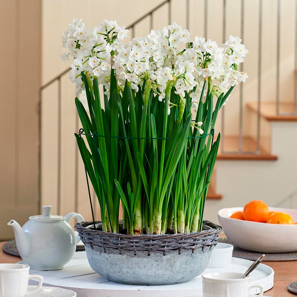 Growing Paperwhite Narcissus Indoors