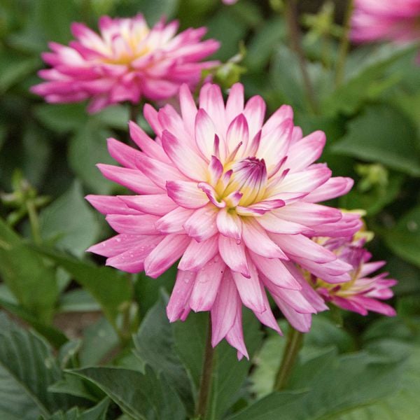 Afternoon Tea Container Garden | White Flower Farm