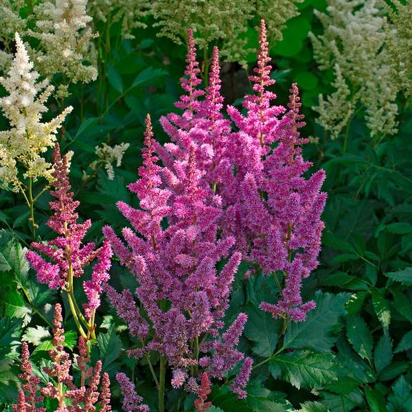 Tough as Nails Deer Resistant Garden for Shade | White Flower Farm