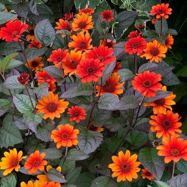 Heliopsis helianthoides 'Punto Rosso' Punto Russo from Prides Corner Farms