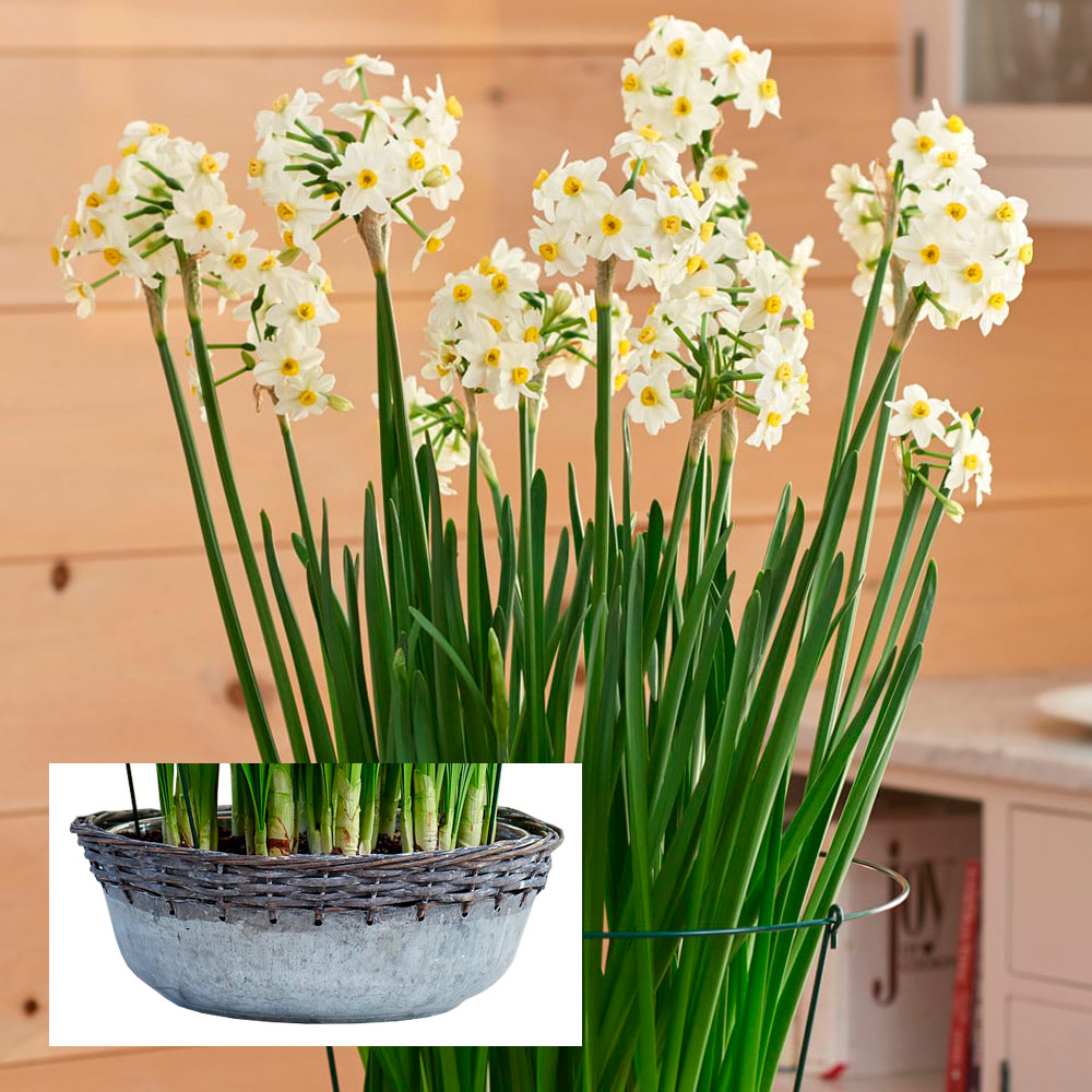 Paperwhite 'Wintersun' Kit with galvanized bowl | White Flower Farm