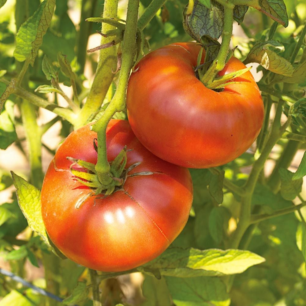 Tips for Growing Monster Beefsteak Tomatoes – Black Gold
