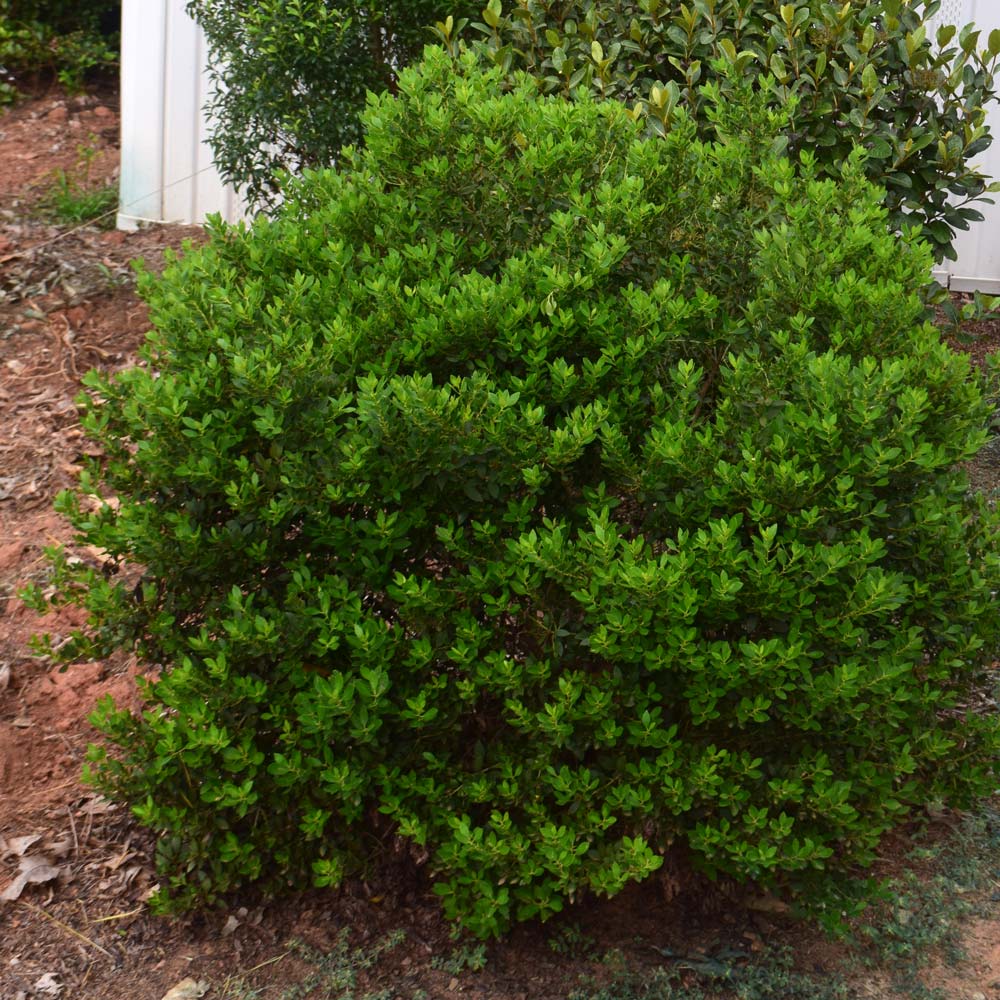 Compact Inkberry Holly (Ilex Glabra 'Compacta') In Columbus, 40% OFF