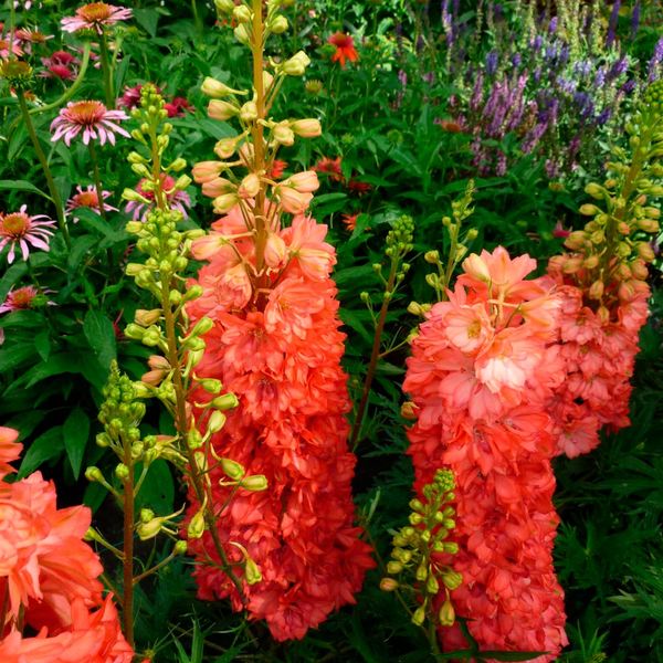 Delphinium 'Red Lark' | White Flower Farm