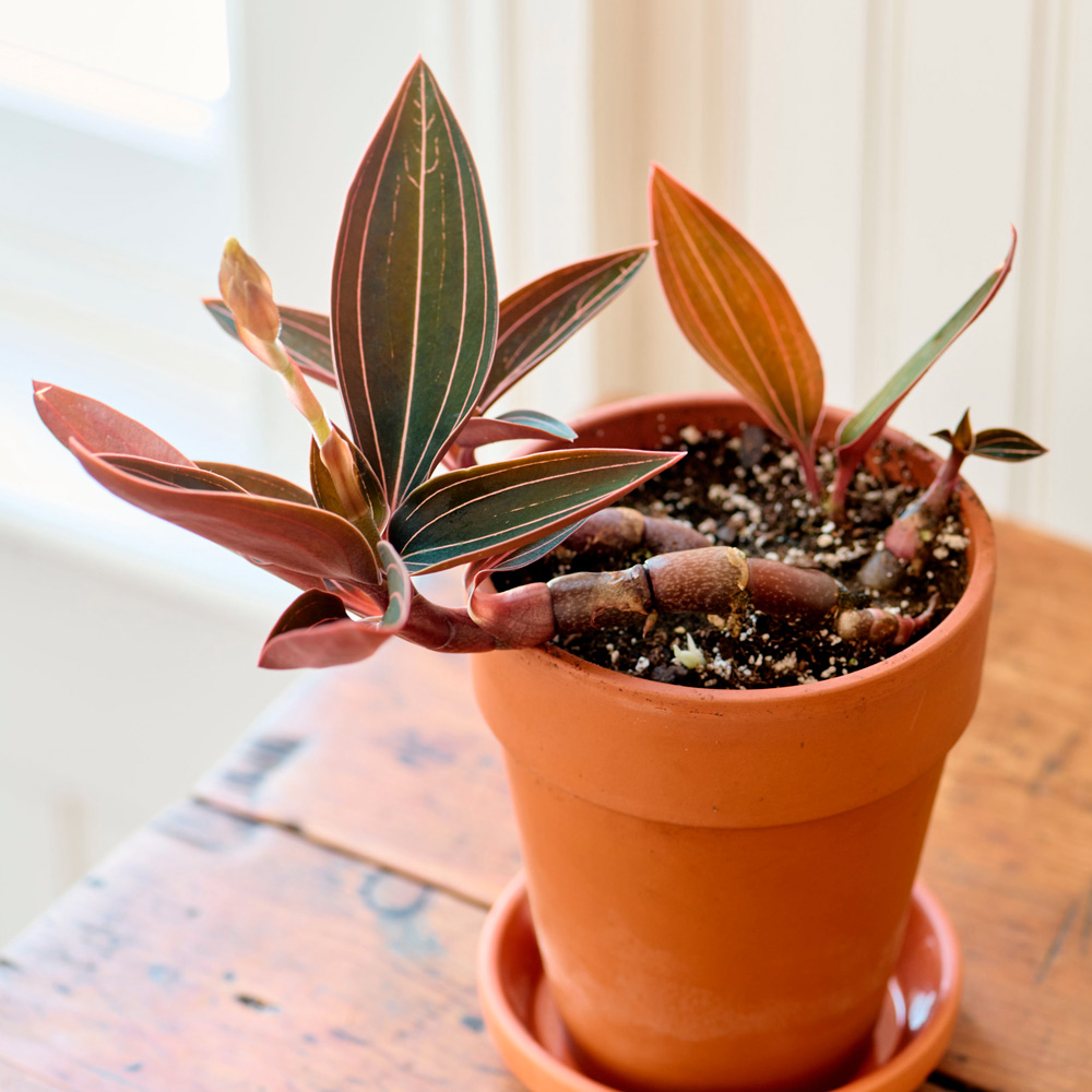 1 Terracotta pot for orchids.