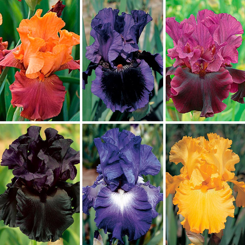Tall Bearded Iris Collection | Flower Farm