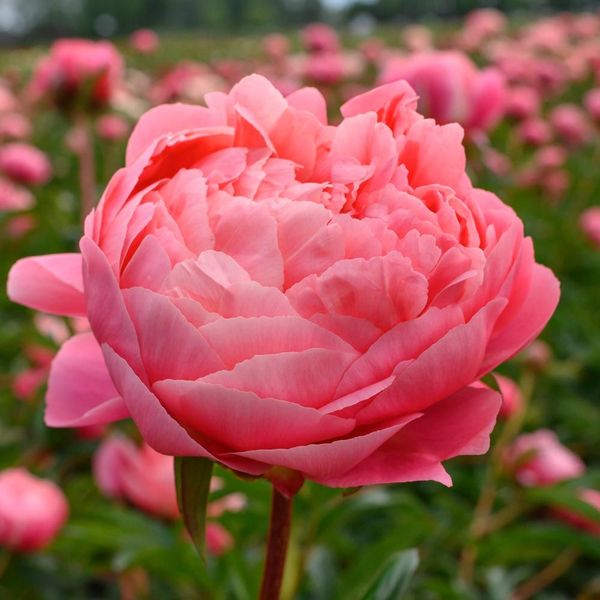 Award-Winning Peony Trio | White Flower Farm