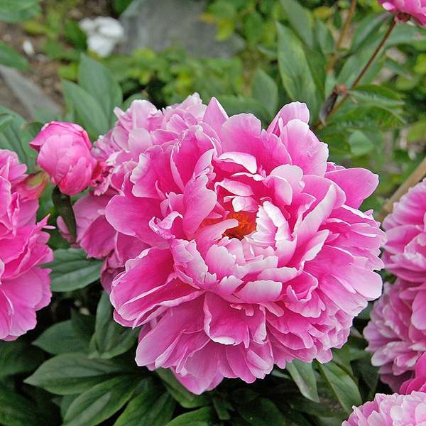 Fragrant Pink Peony Collection | White Flower Farm