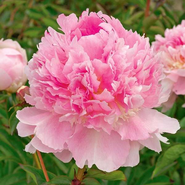 Fragrant Pink Peony Collection | White Flower Farm