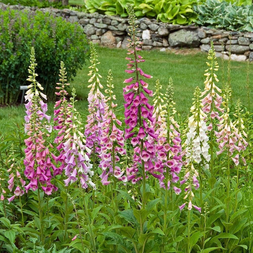 Cutting Garden Perennials | White Flower Farm