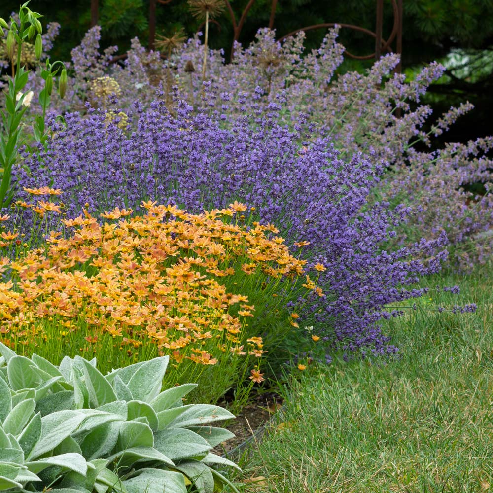 Pre Planned Gardens Perennials | Fasci Garden