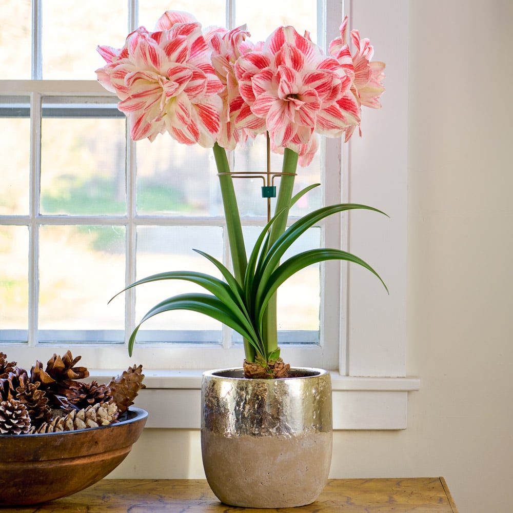 5-Star Amaryllis