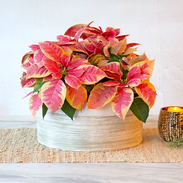 Poinsettias