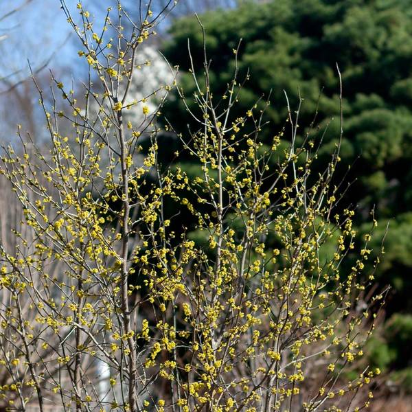 Lindera benzoin | White Flower Farm