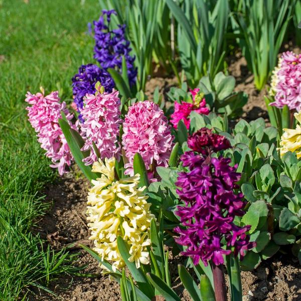 Vivid Hyacinth Mix | White Flower Farm