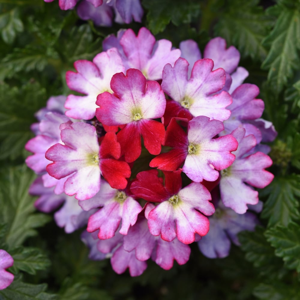 Shenandoah Sunset Container Garden | White Flower Farm