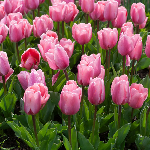 Tulip 'Big Love' | White Flower Farm