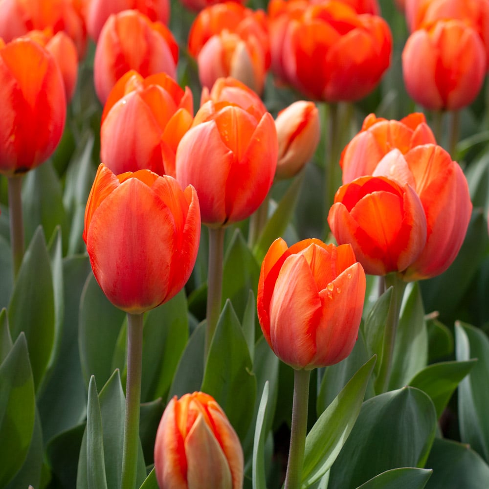 White Flower Farm Classic Perennial Tulip Mix | White Flower Farm