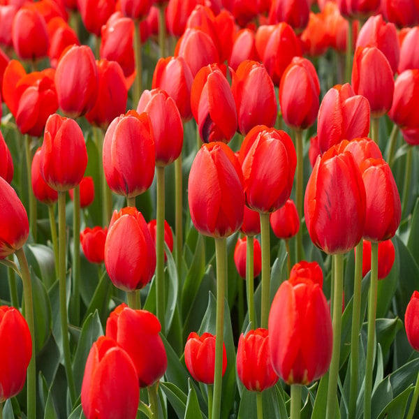 White Flower Farm Classic Perennial Tulip Mix | White Flower Farm