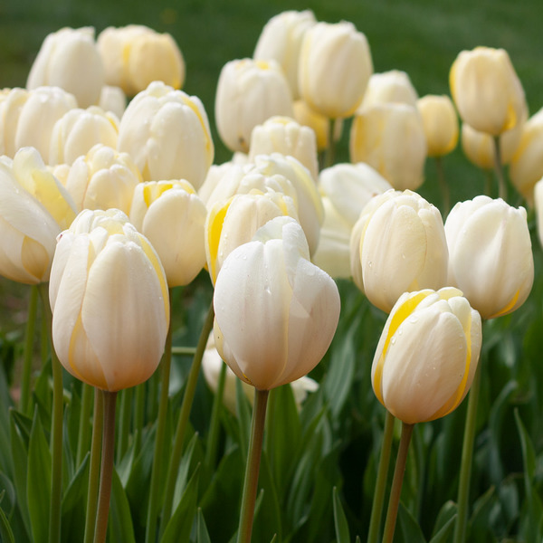 White Flower Farm Classic Perennial Tulip Mix | White Flower Farm