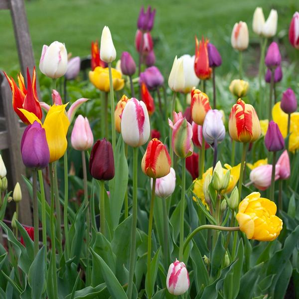 Painter's Palette Tulip Mix | White Flower Farm