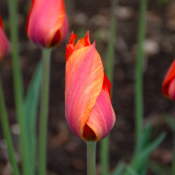 Tulip 'El Niño' | White Flower Farm