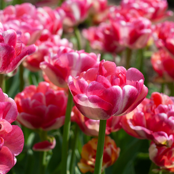 Tulip 'Double Blizz' | White Flower Farm