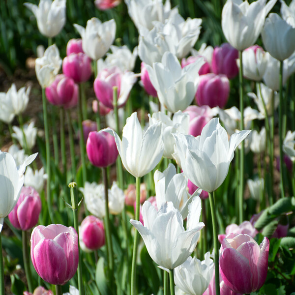 Tulip 'White Triumphator' | White Flower Farm