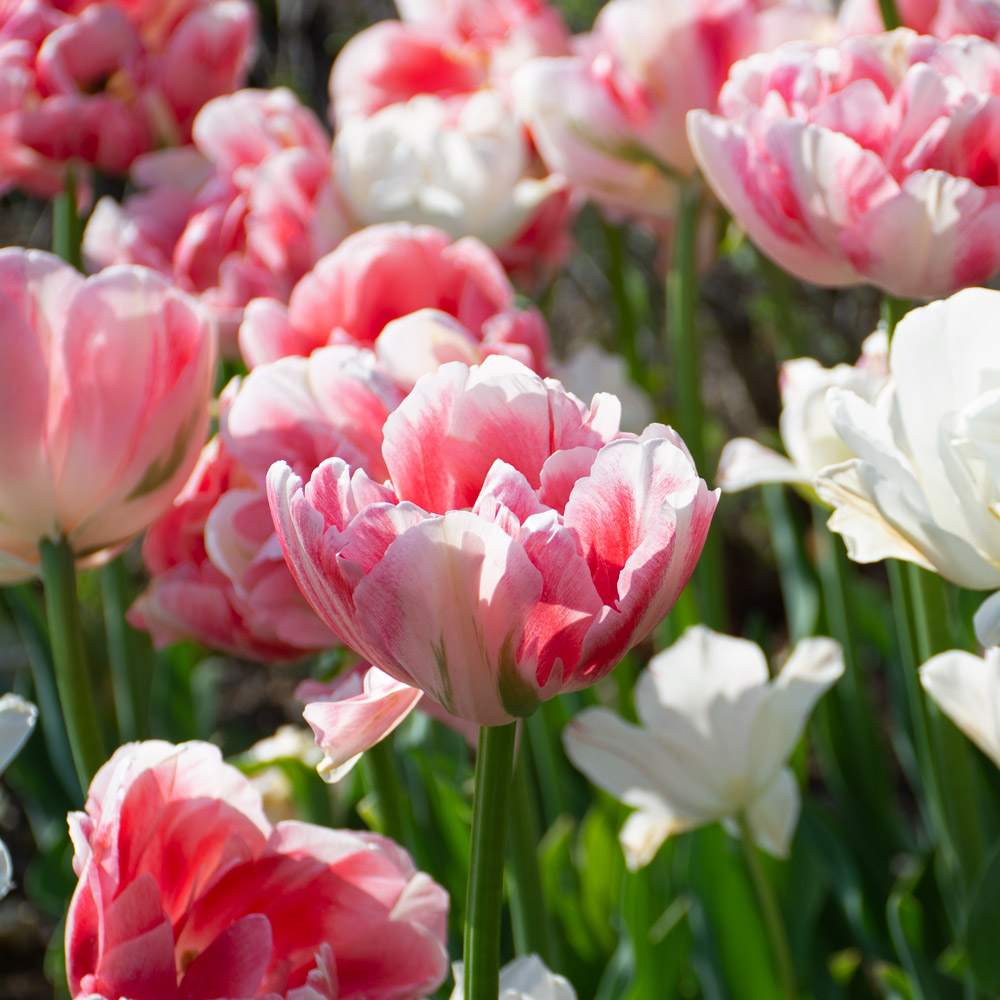 Tulip 'Finola' | White Flower Farm