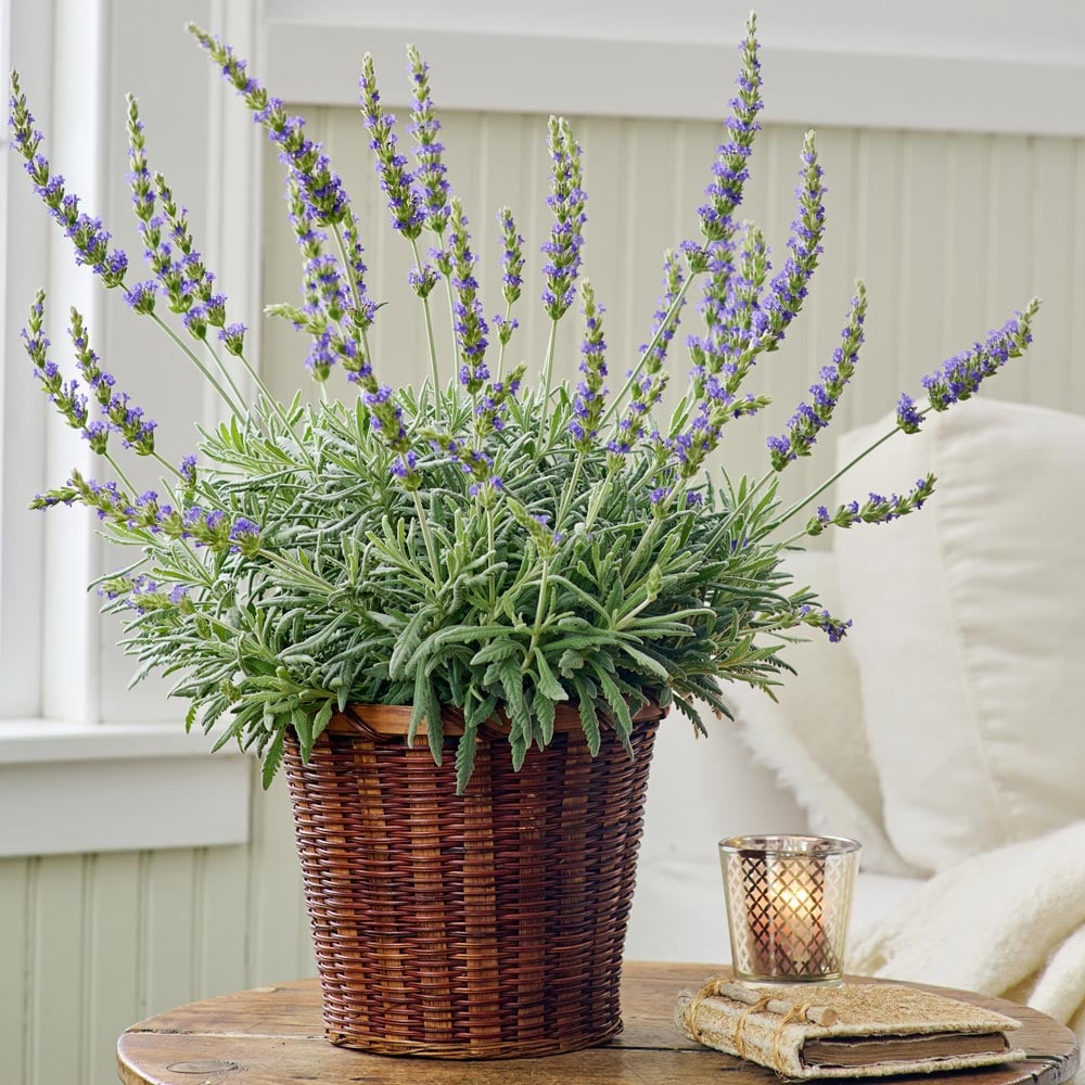 Lavender 'Goodwin Creek Grey' in 7 woven basket