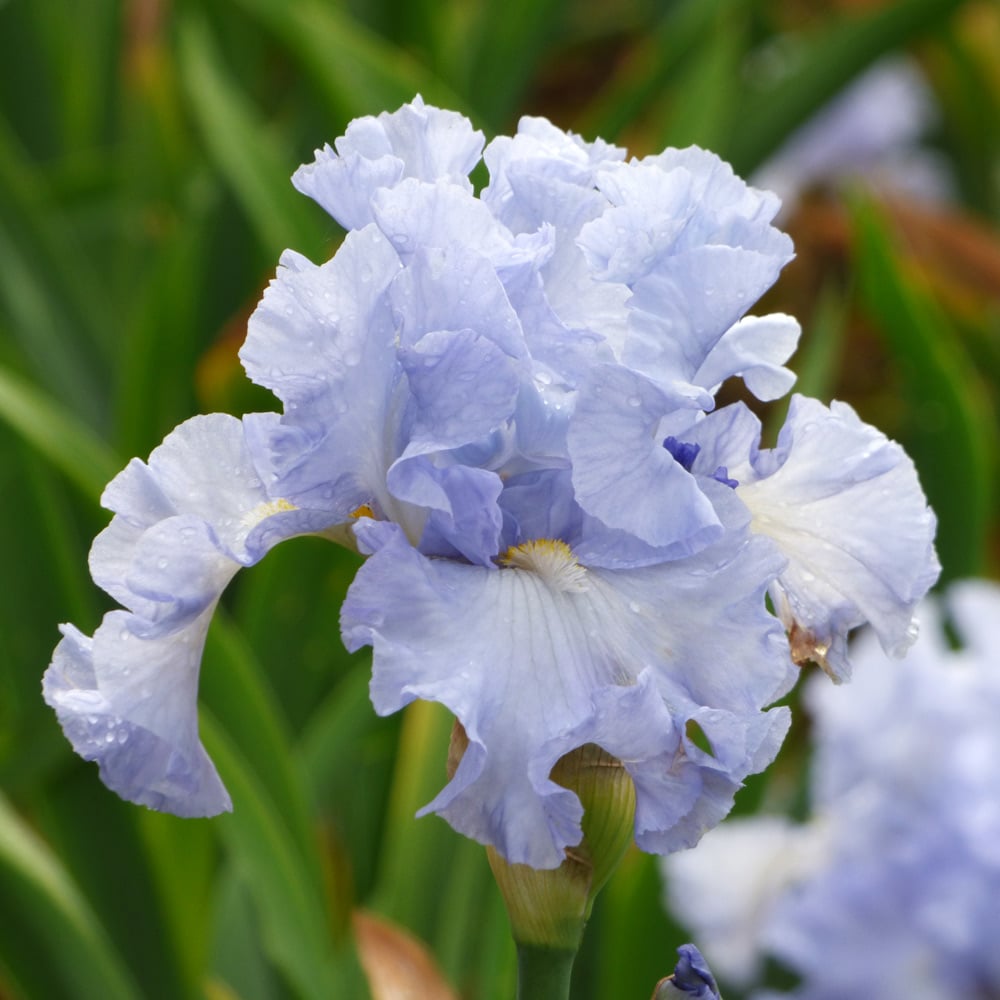 Bearded Iris | White Flower Farm