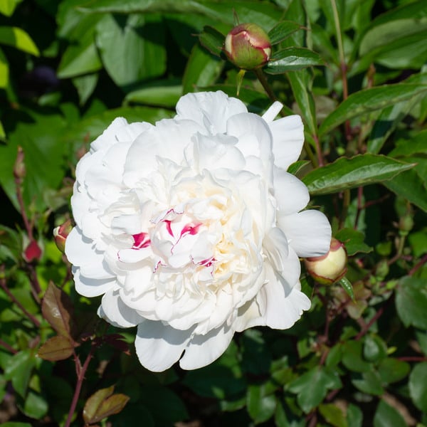 Peony 'Festiva Maxima' | White Flower Farm