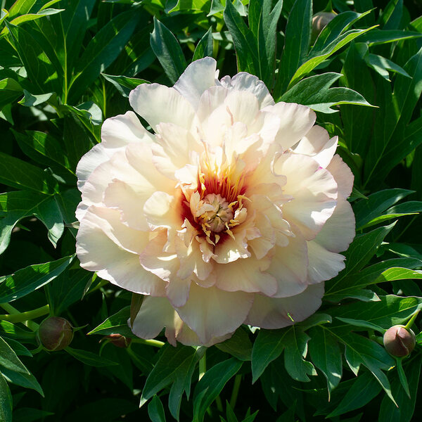 Peony 'Scrumdidleumptious' Itoh Peony White Flower Farm