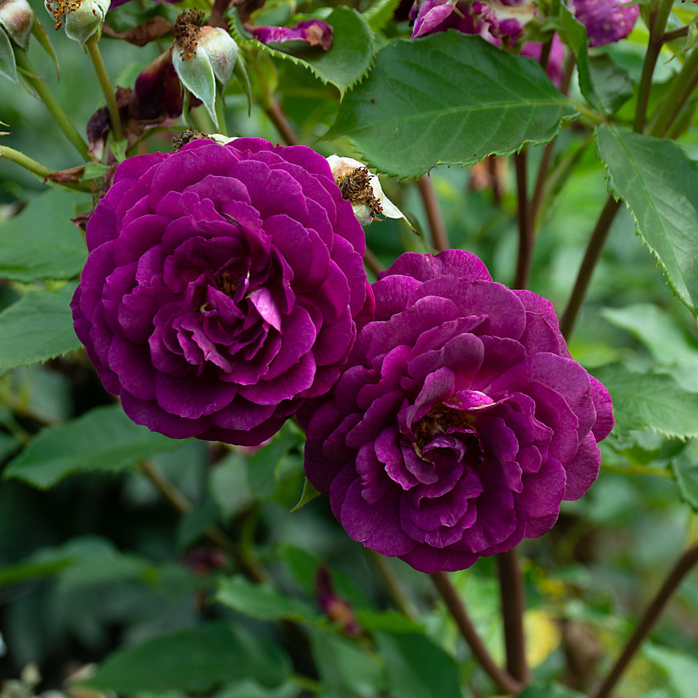 How to Plant and Grow Floribunda Rose