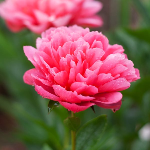 Peony 'Lorelei' | White Flower Farm