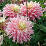 Dahlia 'Just Married'