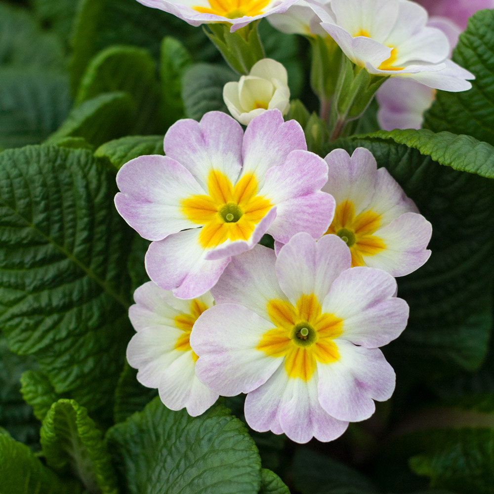 Primula acaulis Danova 'Appleblossom Bicolor' | White Flower Farm